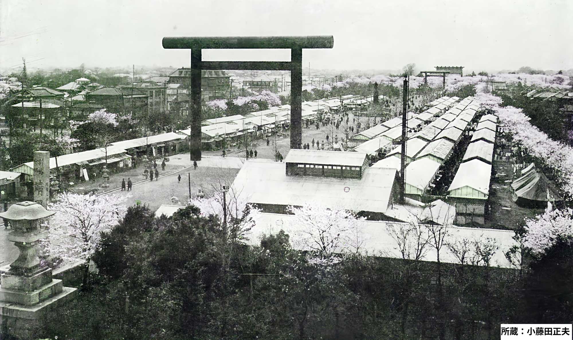 関東大震災後の「復興サクラ」