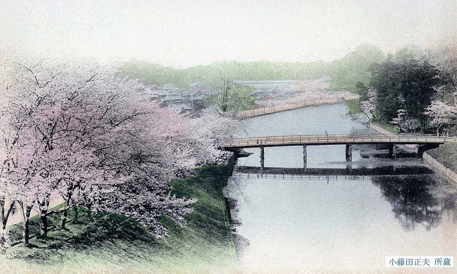 赤坂見附のサクラ